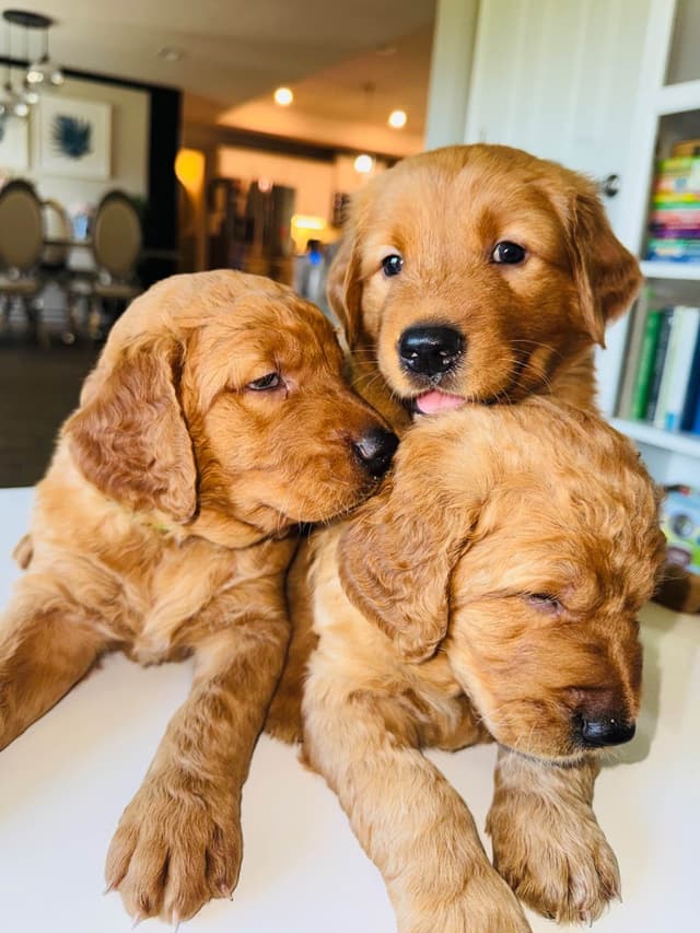 Golden Retriever Puppies media 8