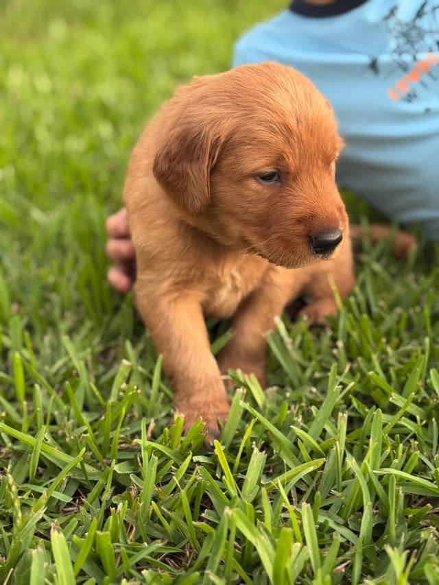 Golden Retriever Puppies media 11