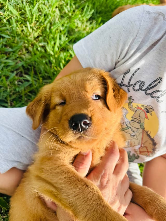 Golden Retriever Puppies media 2