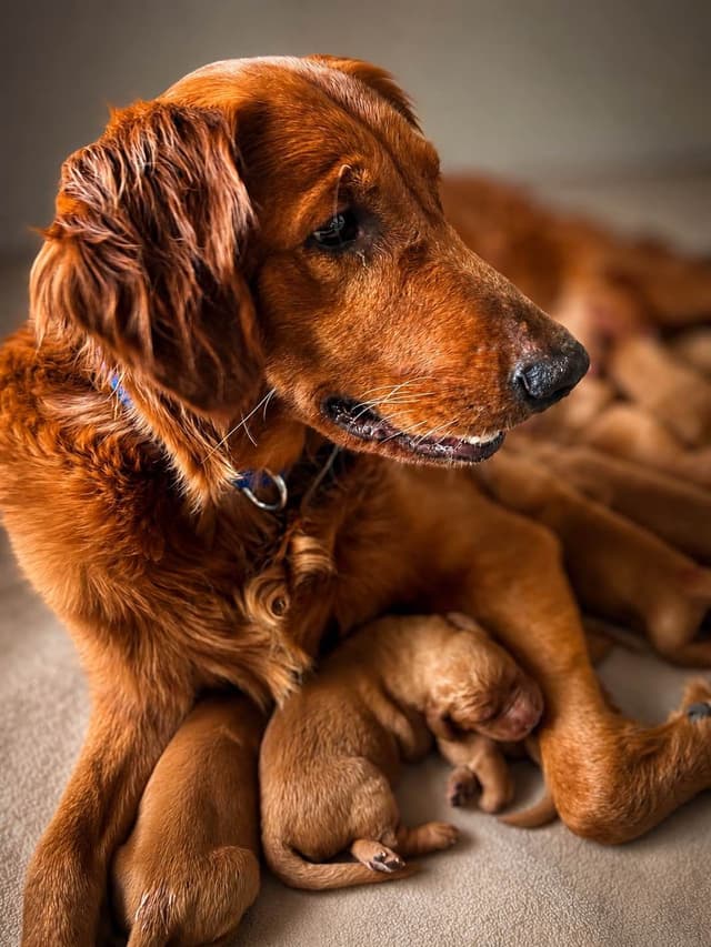 Golden Retriever Puppies media 12