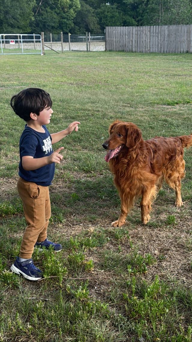 Golden Retriever Puppies media 13