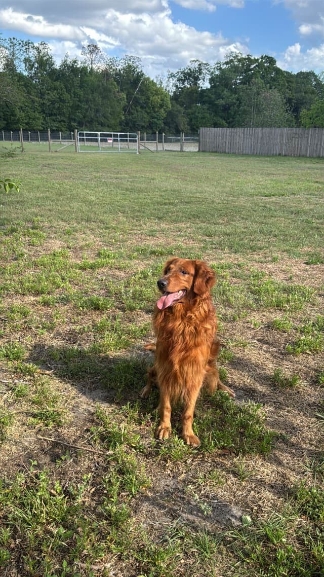Golden Retriever Puppies media 14