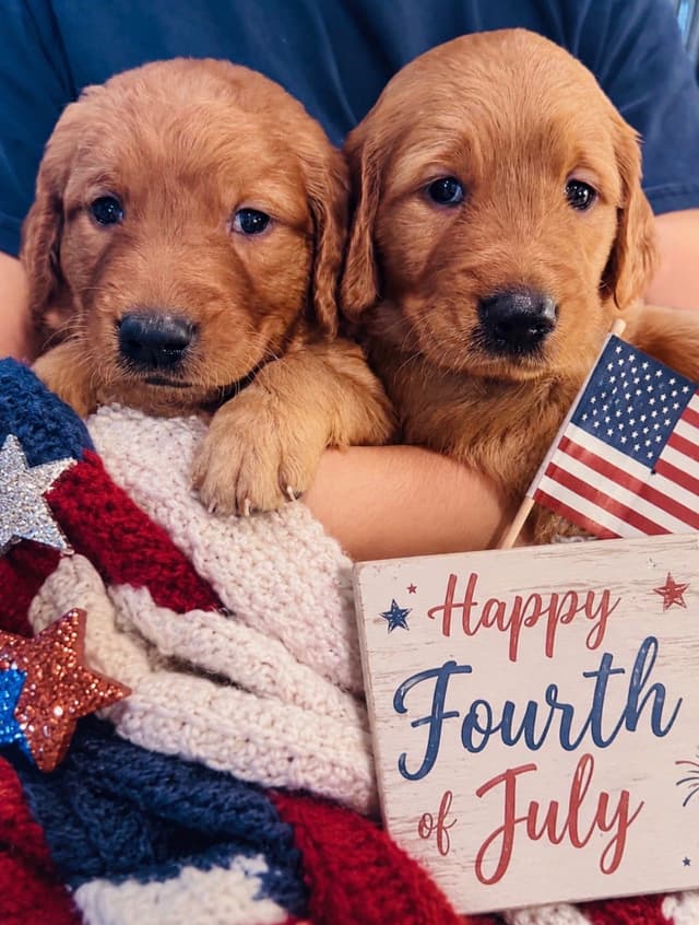 Golden Retriever Puppies media 15