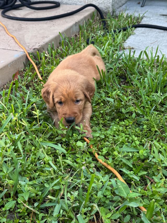 Golden Retriever Puppies media 17