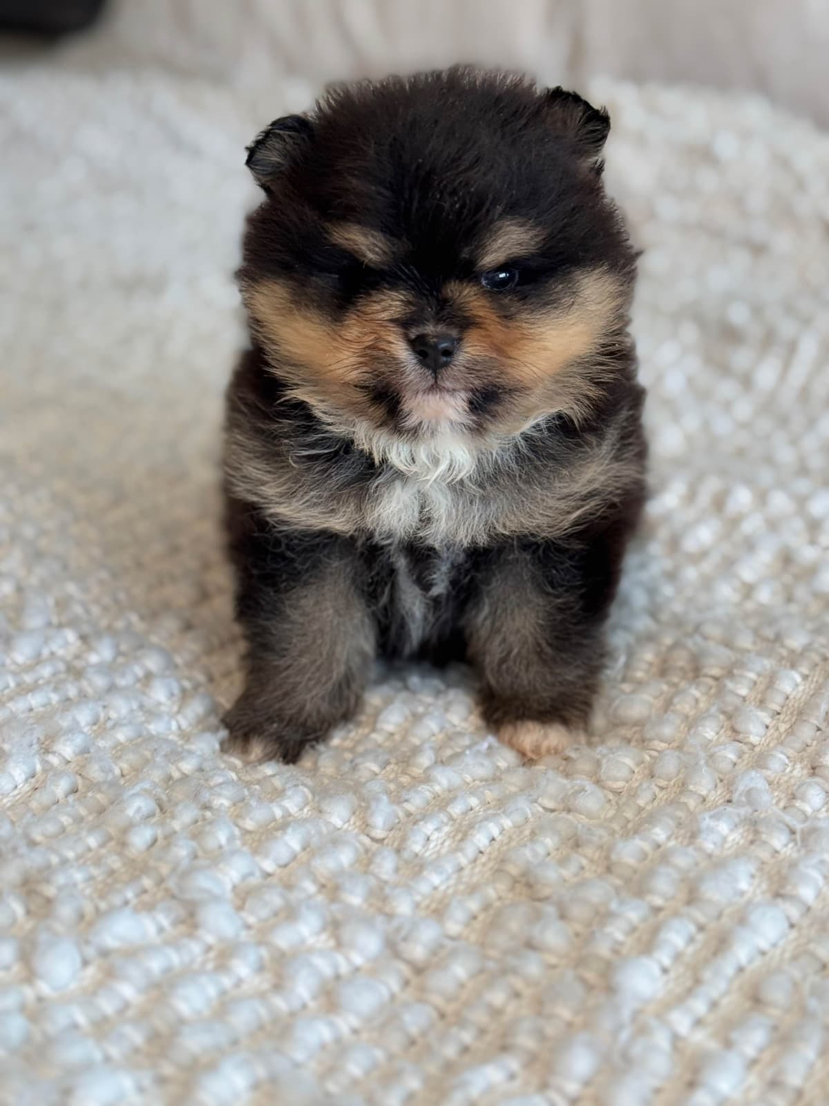 Pomeranian Puppies breeder image 1