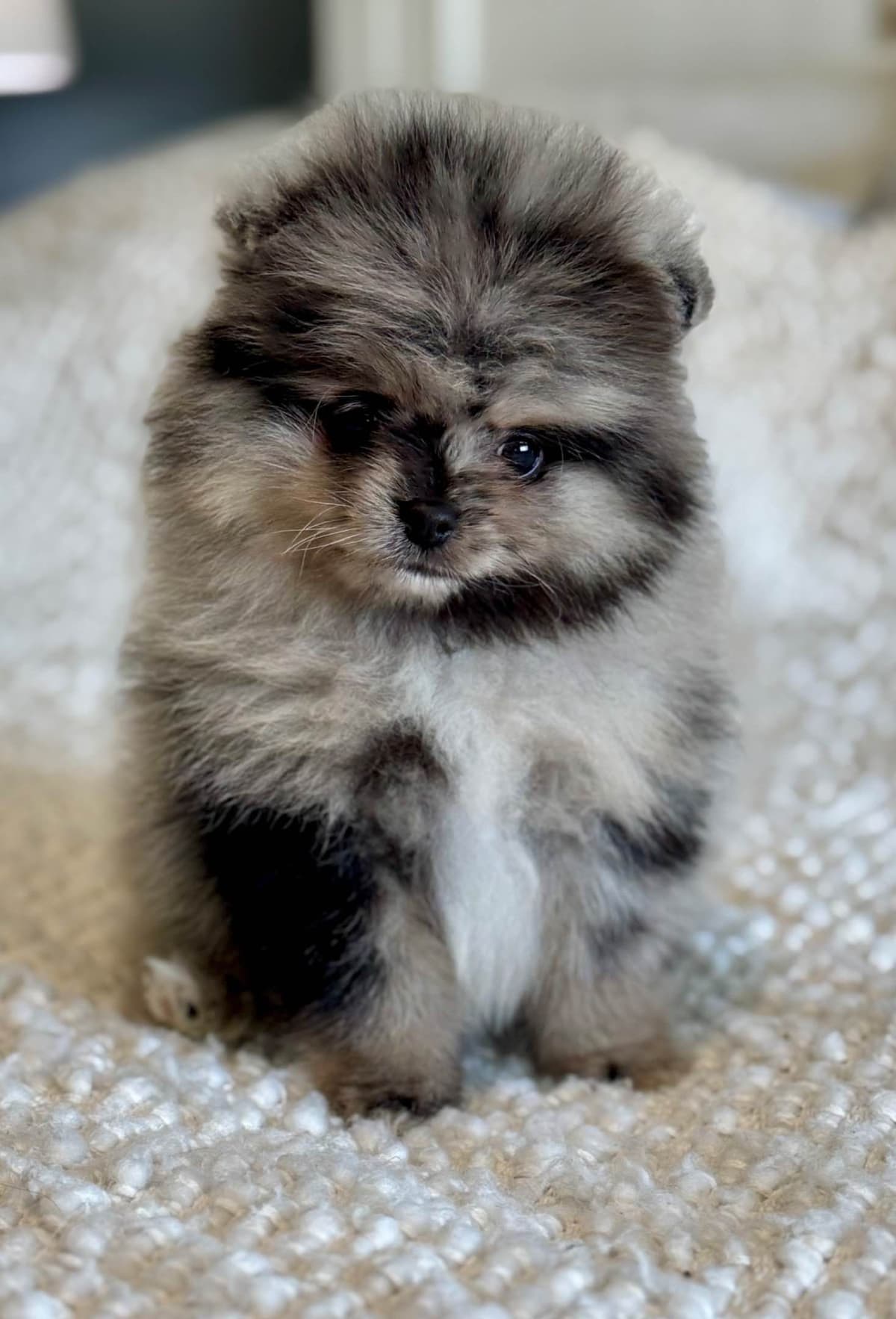 Pomeranian Puppies breeder image 3