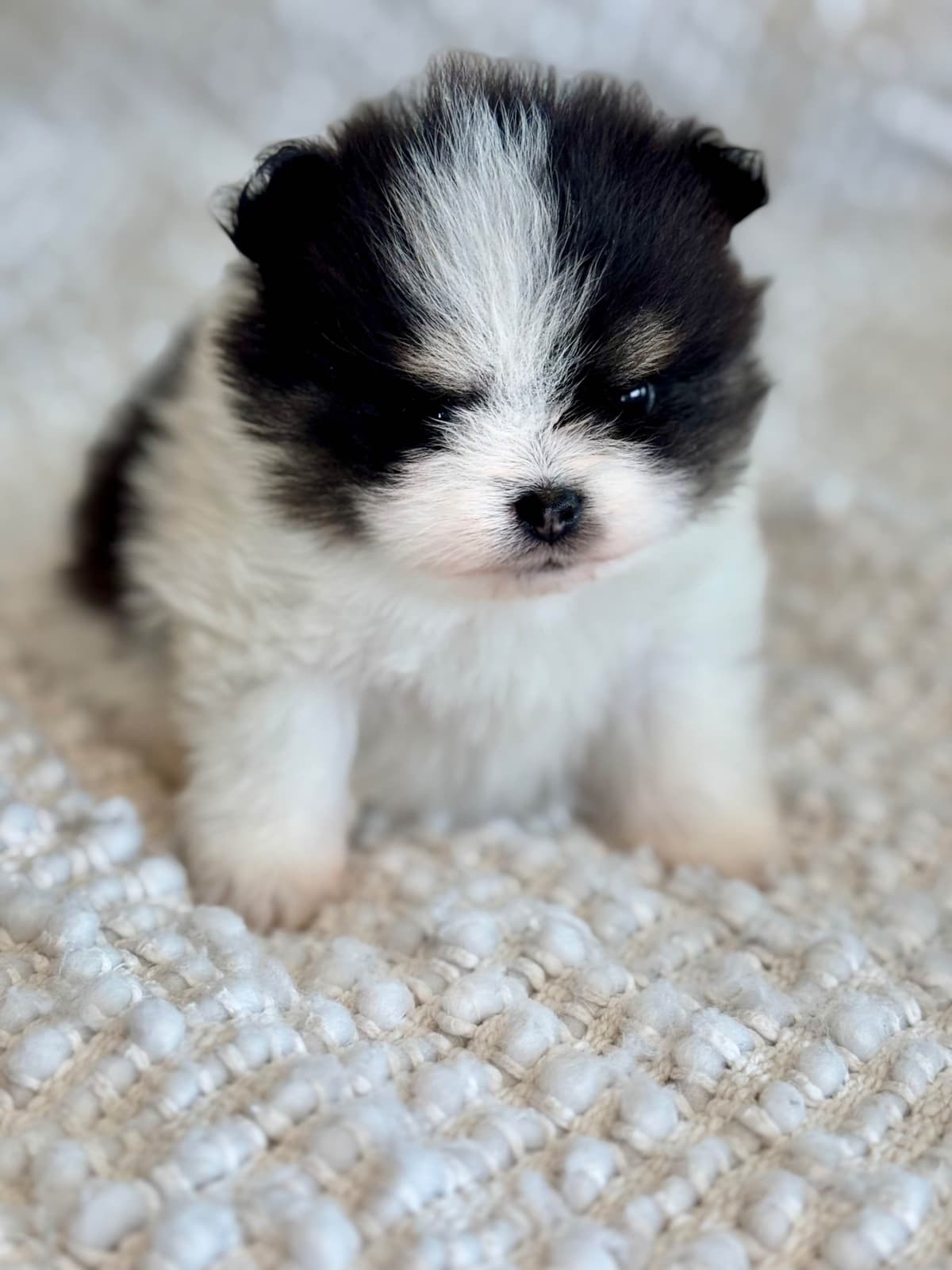 Pomeranian Puppies breeder image 4