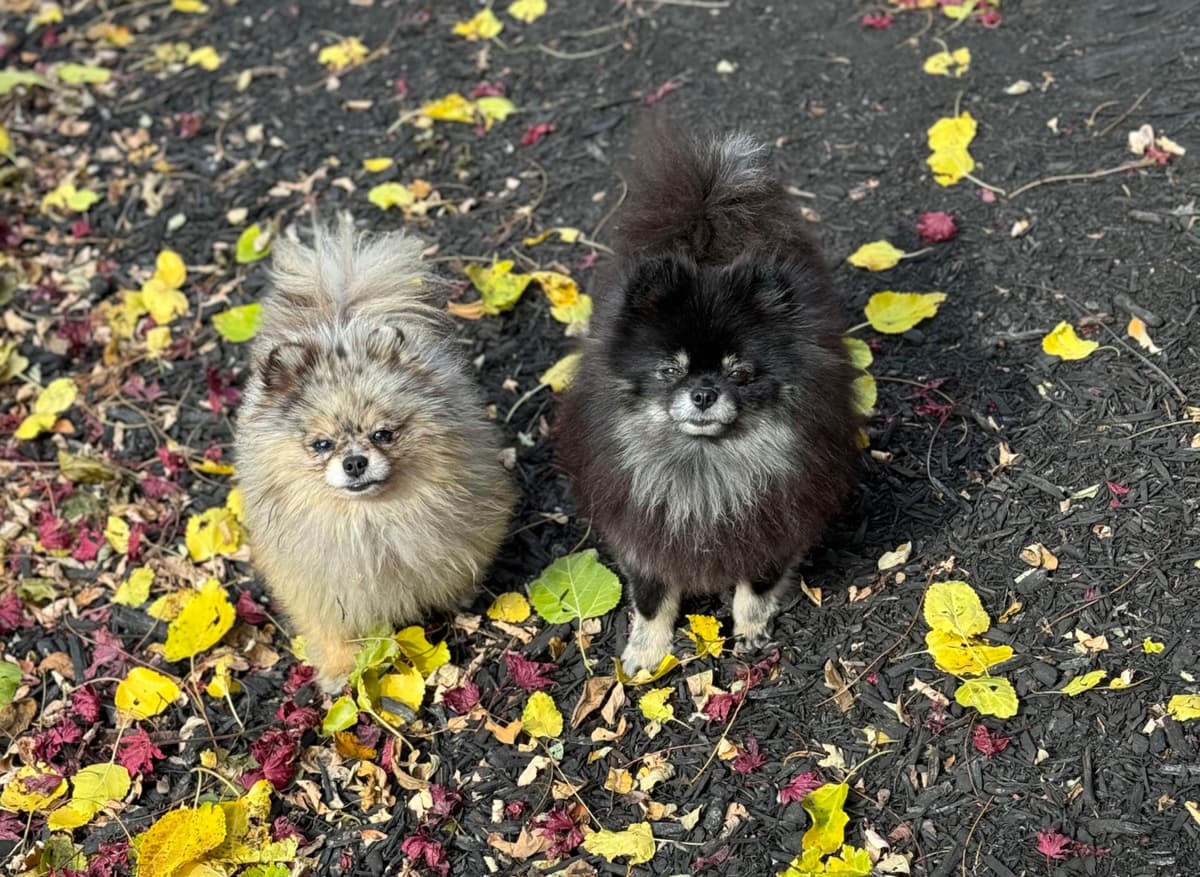 Pomeranian Puppies breeder image 6