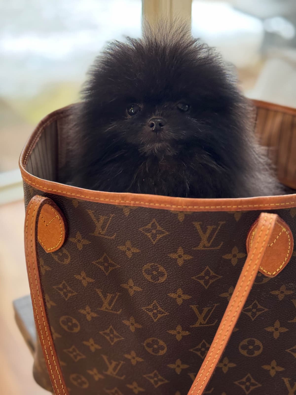Pomeranian Puppies breeder image 7