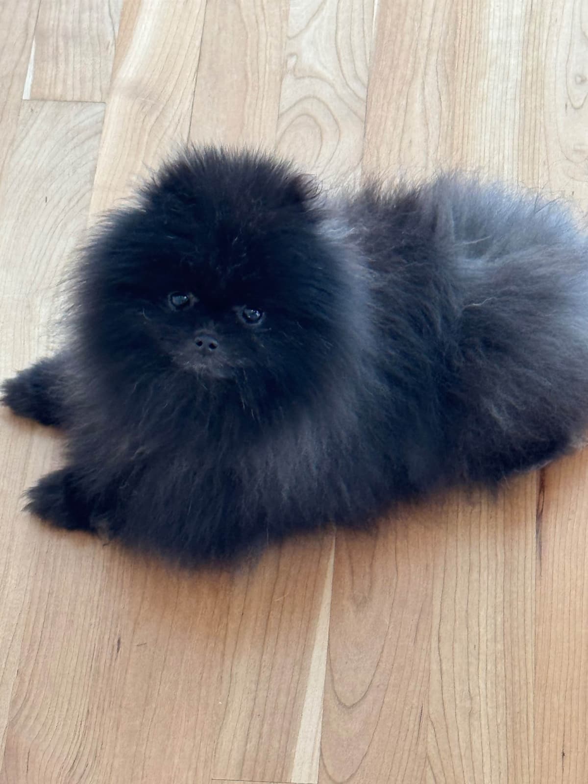 Pomeranian Puppies breeder image 8