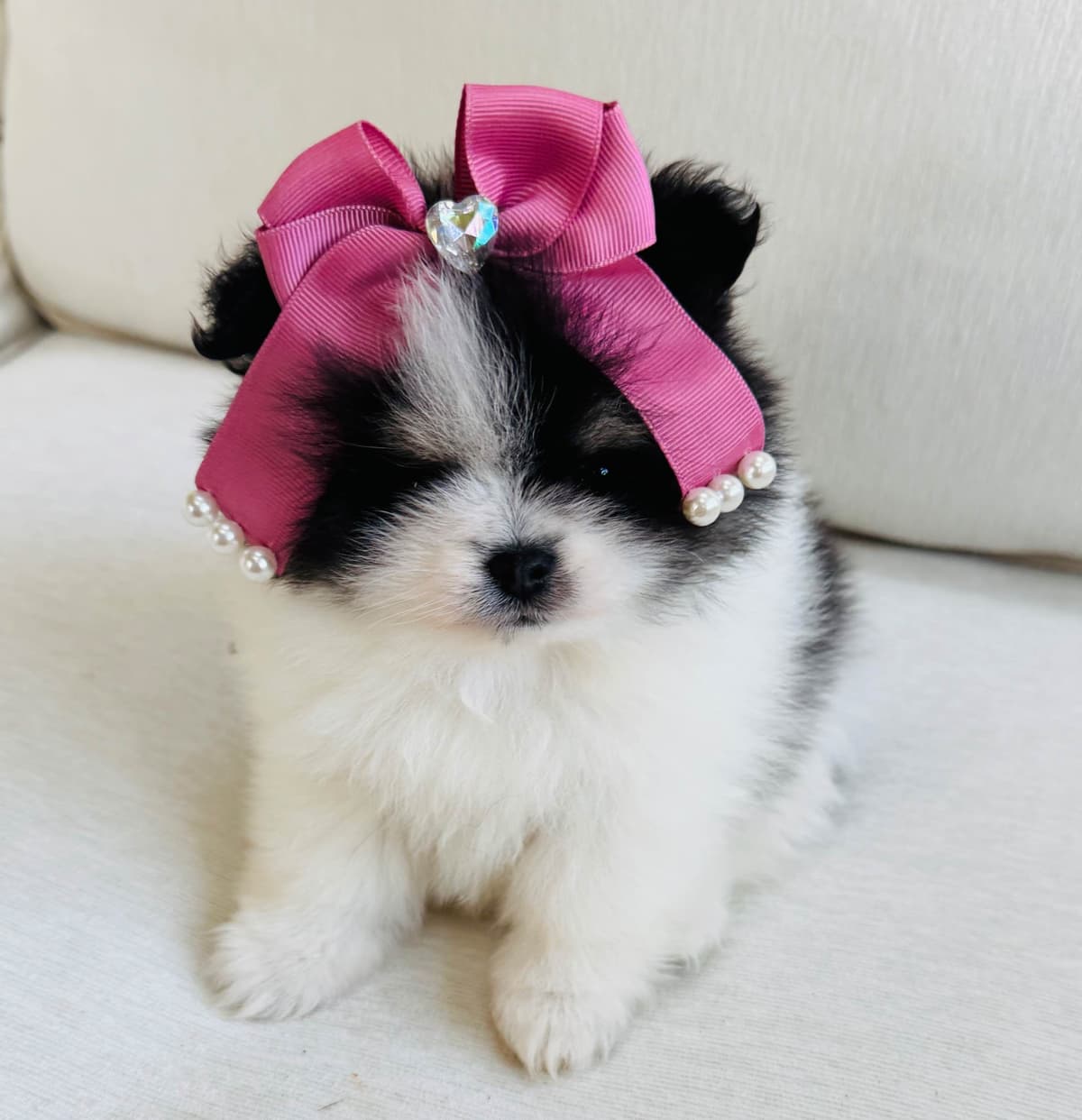 Pomeranian Puppies breeder image 9