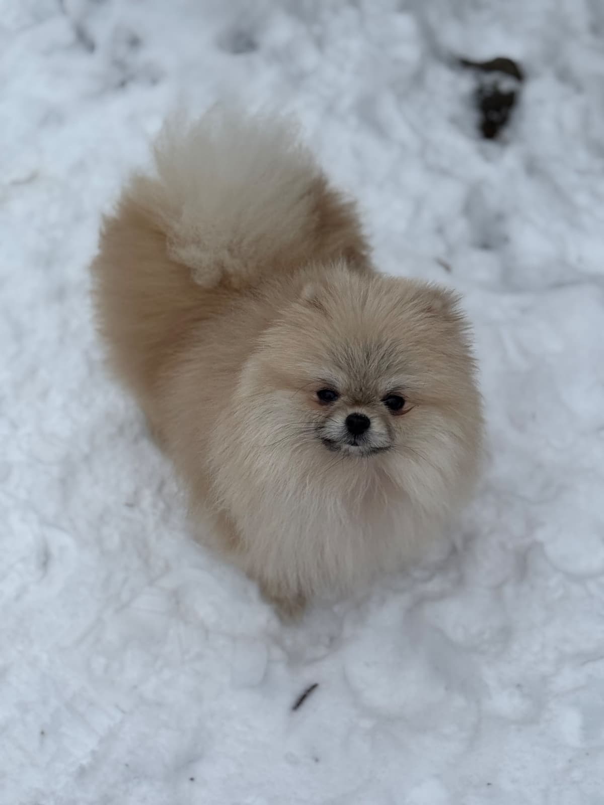 Pomeranian Puppies breeder image 10