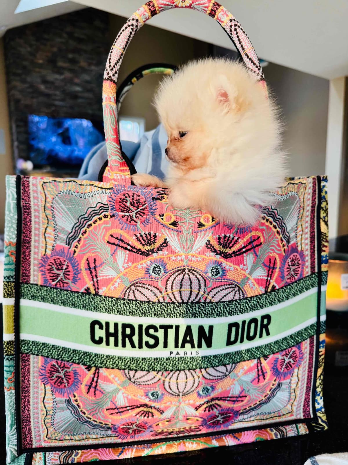 Pomeranian Puppies breeder image 11