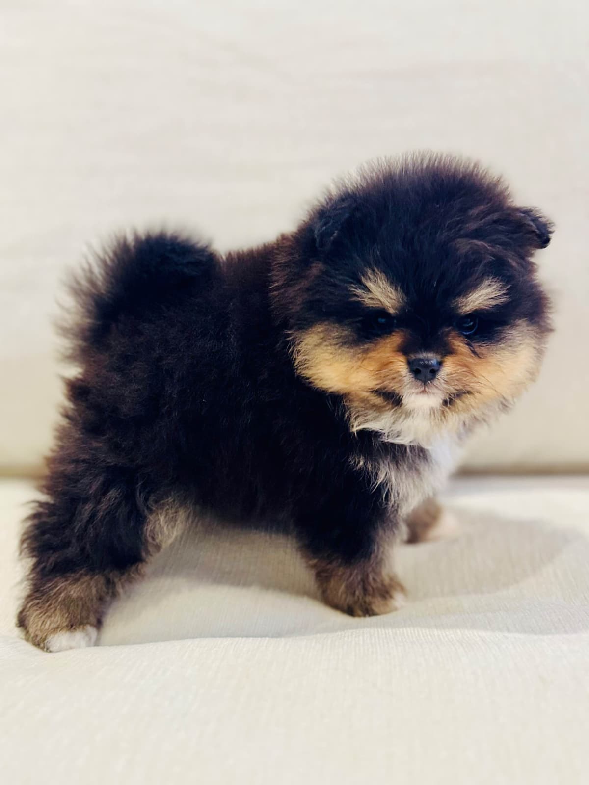 Pomeranian Puppies breeder image 13