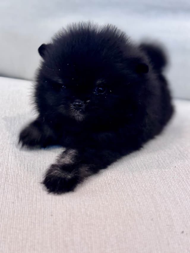 Pomeranian Puppies media 2