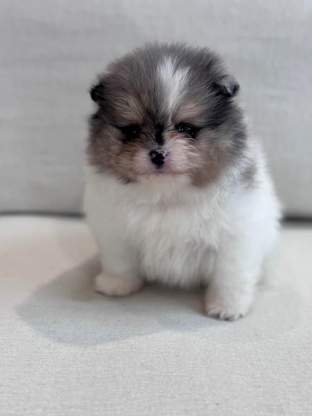 Pomeranian Puppies media 3