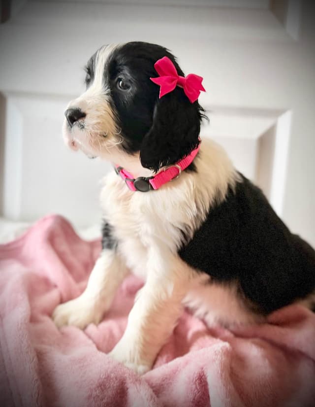 English Springer Spaniel Puppies media 2