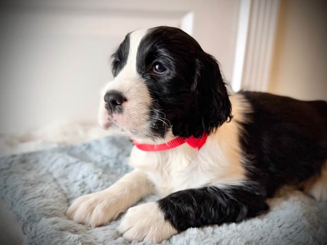 English Springer Spaniel Puppies media 3