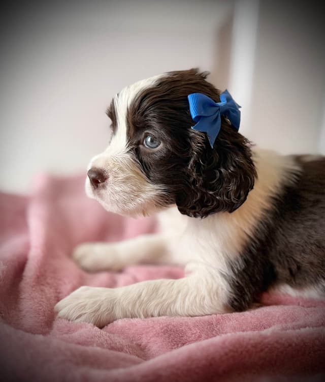 English Springer Spaniel Puppies media 4