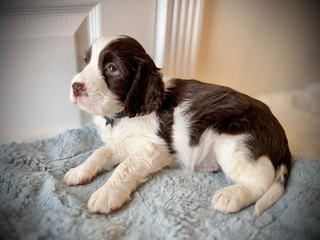 English Springer Spaniel Puppies media 6