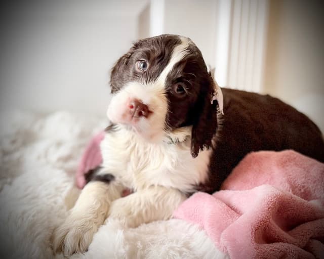 English Springer Spaniel Puppies media 8