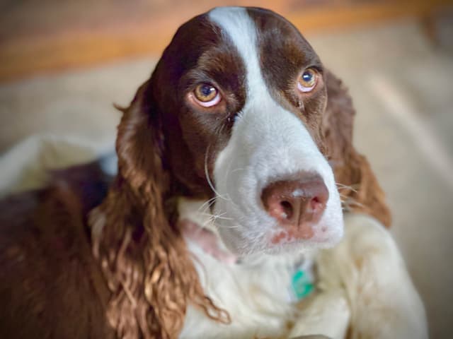 English Springer Spaniel Puppies media 9