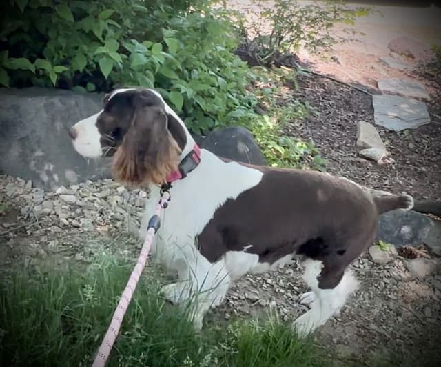 English Springer Spaniel Puppies media 10