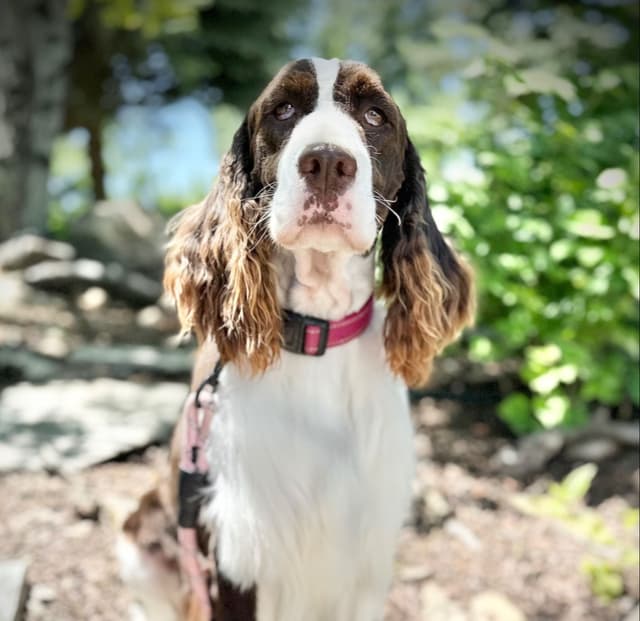 English Springer Spaniel Puppies media 12