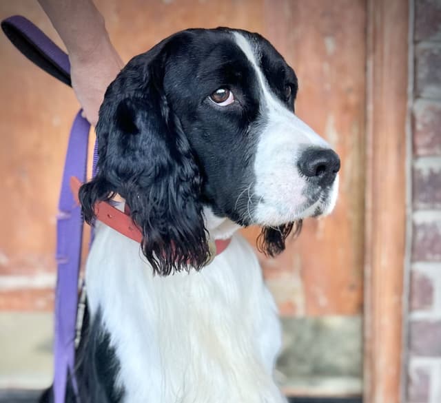 English Springer Spaniel Puppies media 13