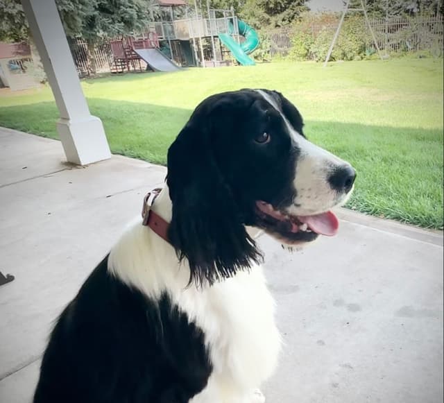 English Springer Spaniel Puppies media 14