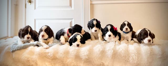 English Springer Spaniel Puppies media 15