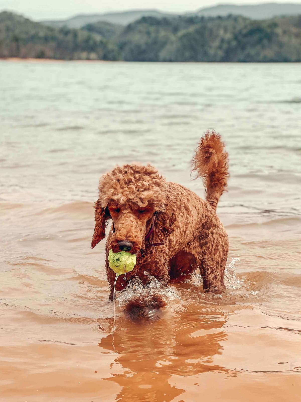 The Dogstead Golden Retrievers breeder image 2