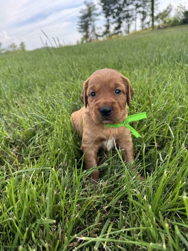 The Dogstead Golden Retrievers media 2
