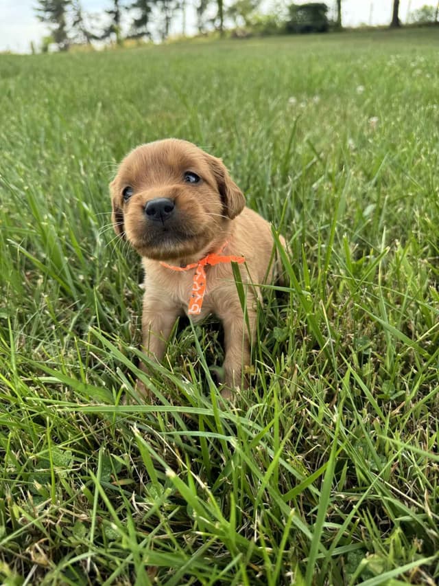 The Dogstead Golden Retrievers media 4