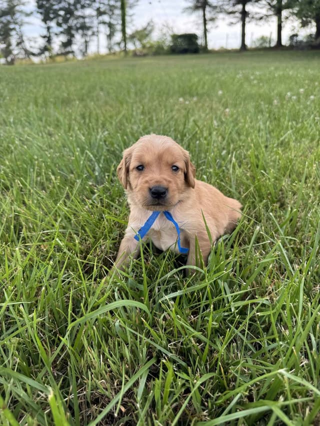 The Dogstead Golden Retrievers media 6