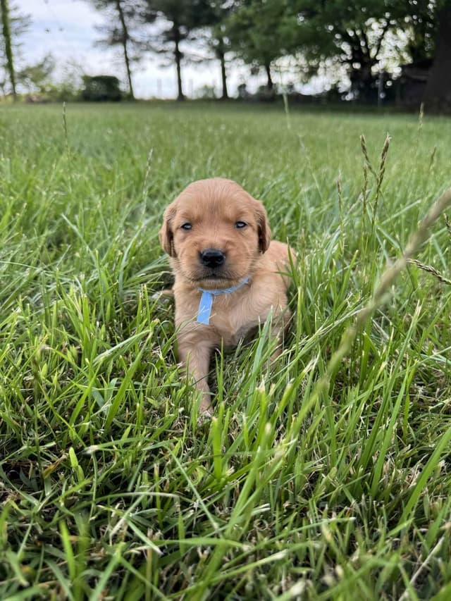 The Dogstead Golden Retrievers media 8