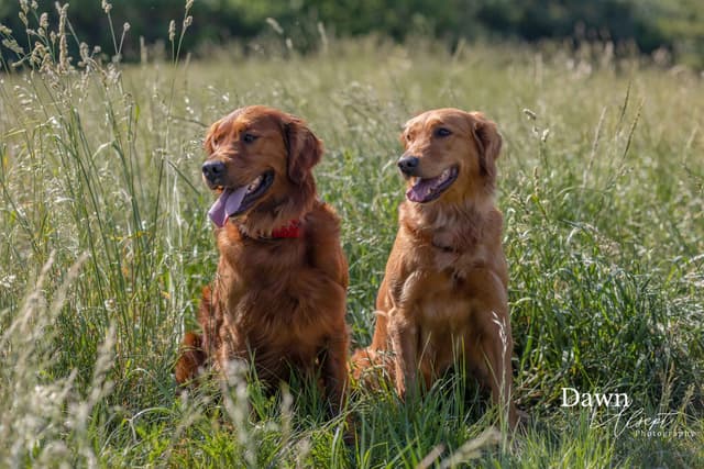 The Dogstead Golden Retrievers media 11