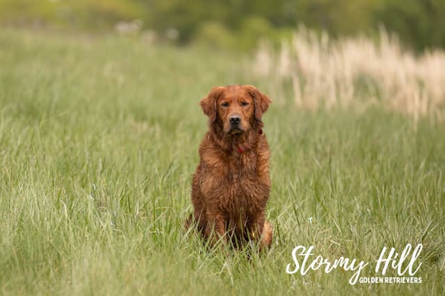 The Dogstead Golden Retrievers media 13