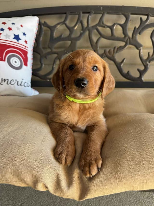 The Dogstead Golden Retrievers media 15