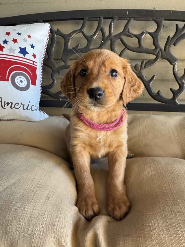 The Dogstead Golden Retrievers media 16