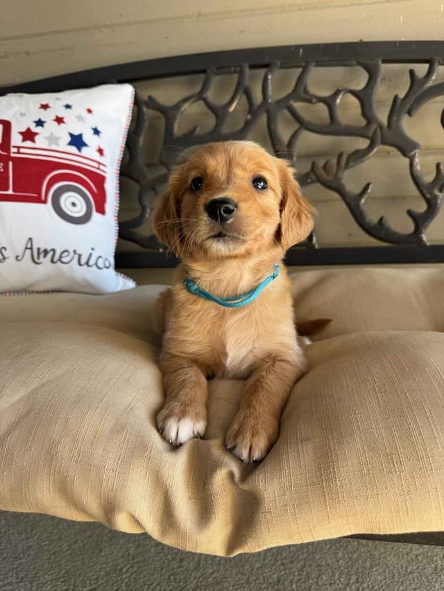 The Dogstead Golden Retrievers media 17