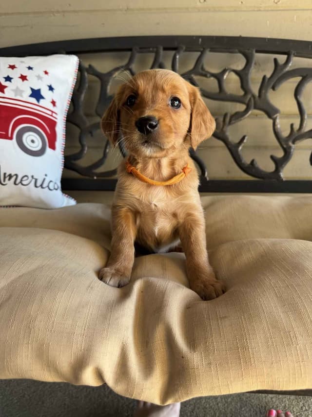The Dogstead Golden Retrievers media 19