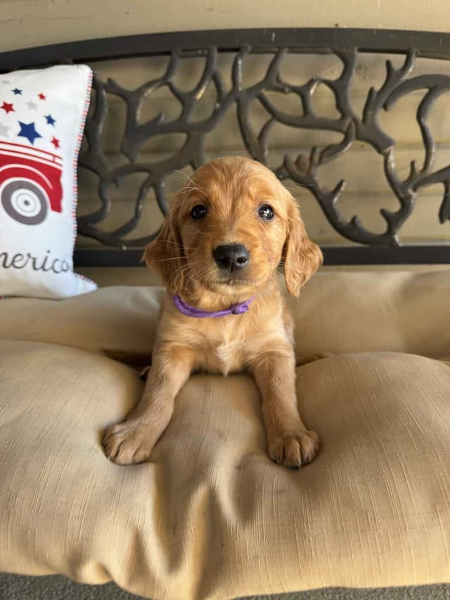 The Dogstead Golden Retrievers media 20