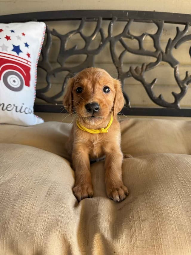 The Dogstead Golden Retrievers media 22