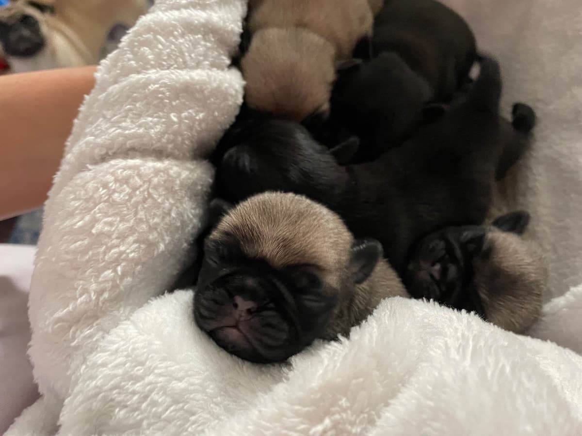 ๐พ Squishy Purebred Pug Puppies!๐พ breeder image 5
