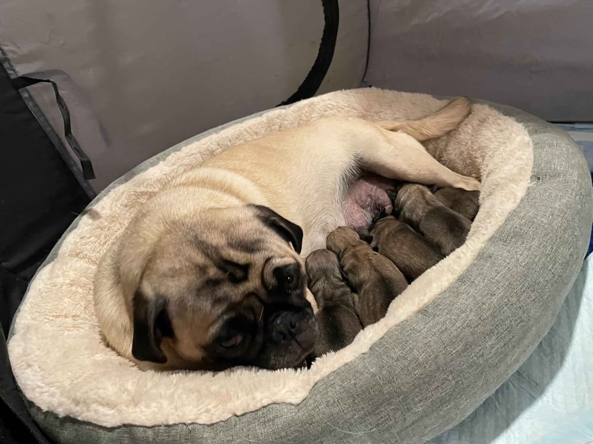 ๐พ Squishy Purebred Pug Puppies!๐พ breeder image 6