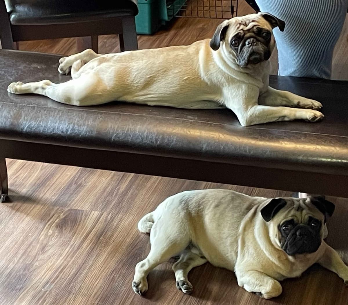 ๐พ Squishy Purebred Pug Puppies!๐พ breeder image 7