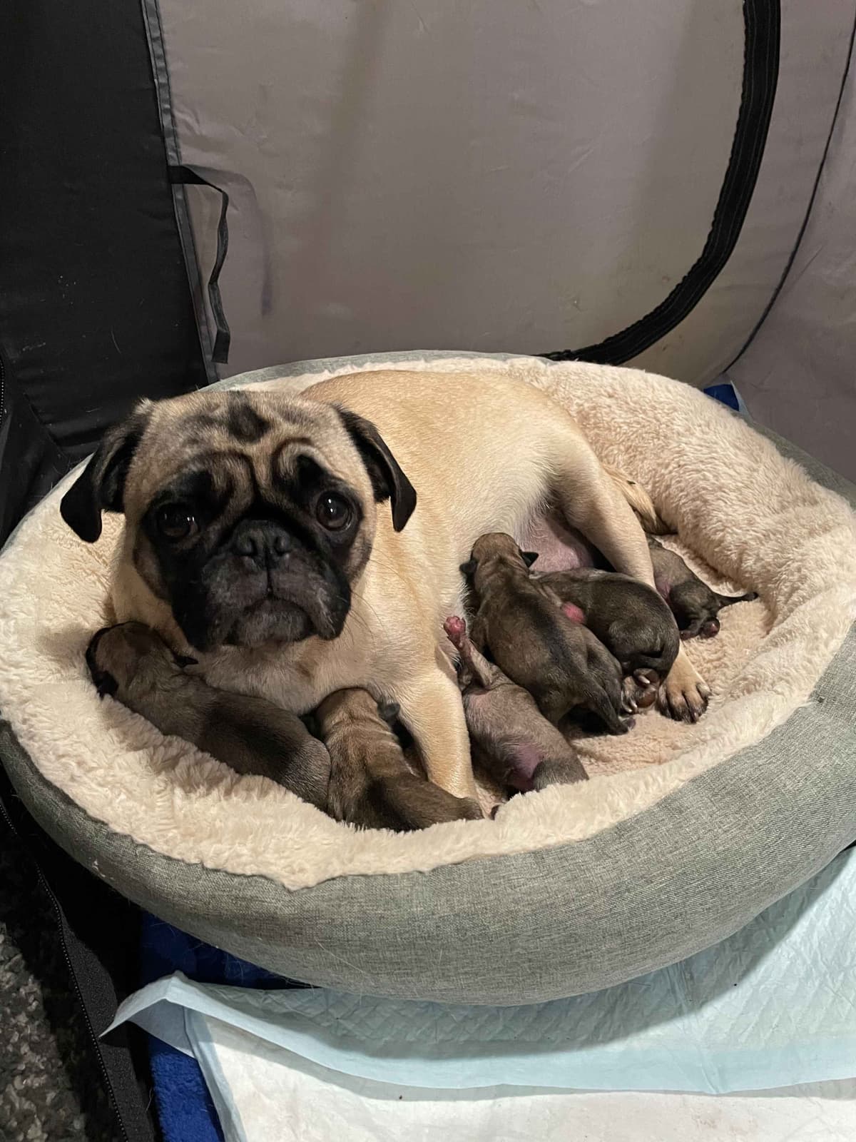 ๐พ Squishy Purebred Pug Puppies!๐พ breeder image 8