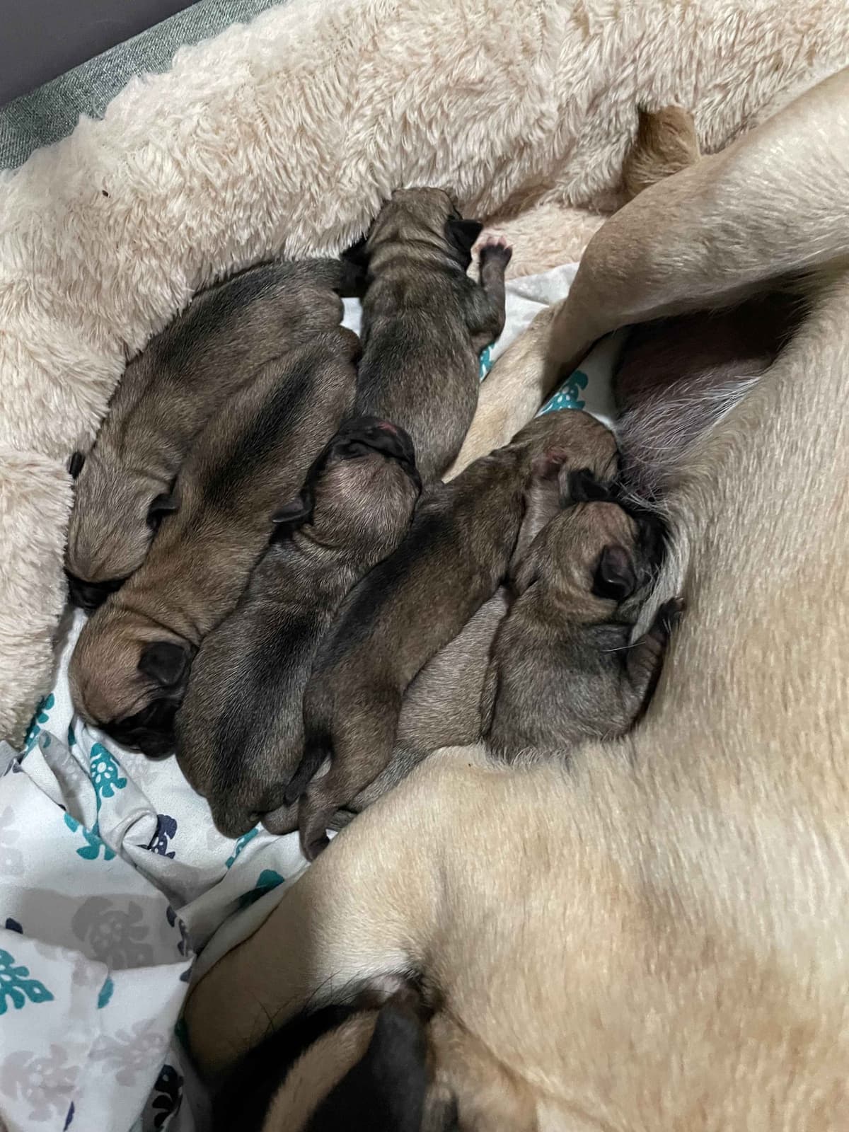 ๐พ Squishy Purebred Pug Puppies!๐พ breeder image 9