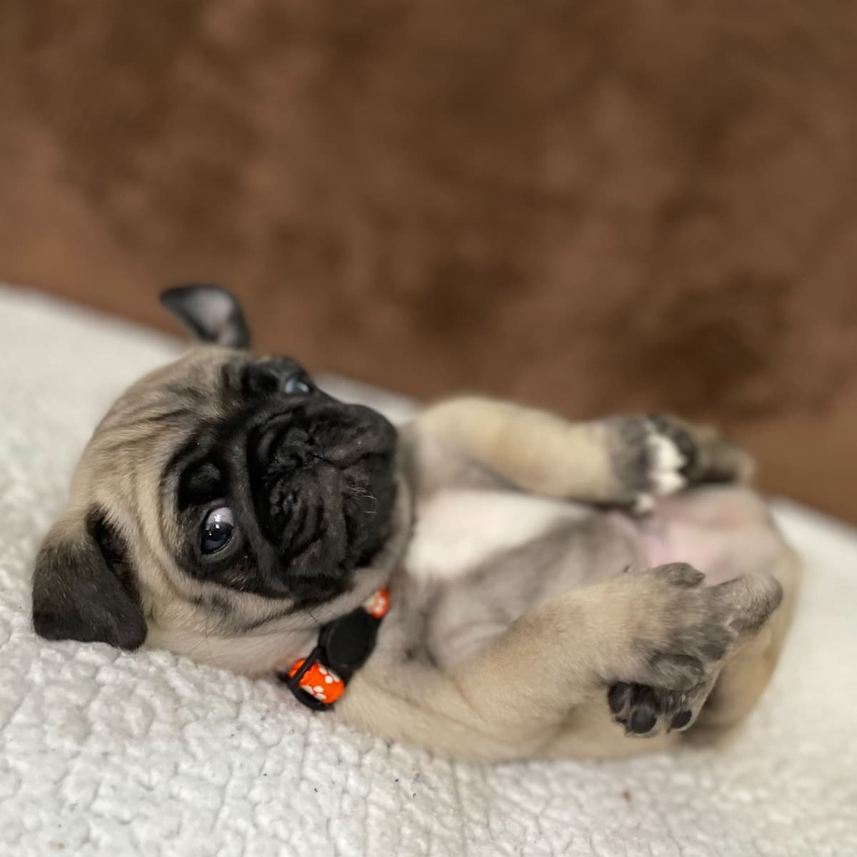 ๐พ Squishy Purebred Pug Puppies!๐พ breeder image 2